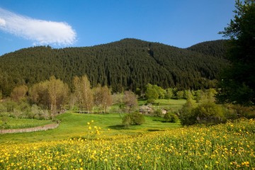 Green grain fields and blue sky with clouds.savsat/artvin/turkey