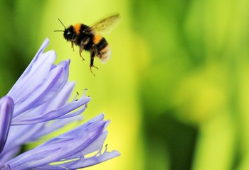 Bees - Bumble Bee wasp flower African agapanthus (Agapathus africanus) with bumble bee flying by lilac flower pollination with copy space 