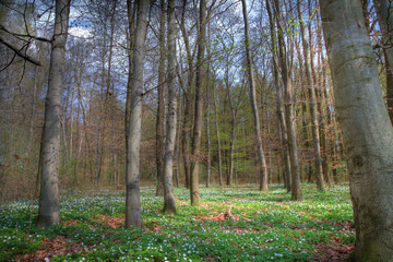 frühling im wald