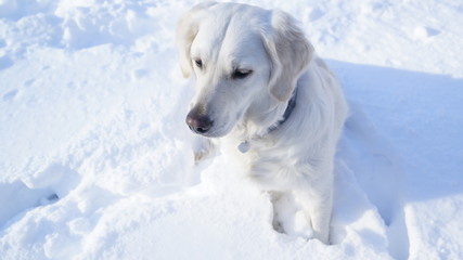 white dog