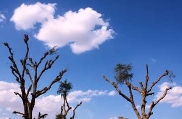 group of Shami trees on a background of clouds