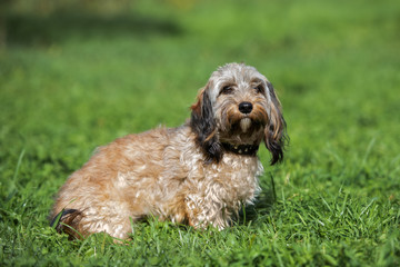Naklejka na ściany i meble adorable small dog posing outdoors in summer