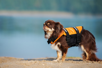brown chihuahua dog posing in a life jacket