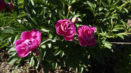 pink flowers