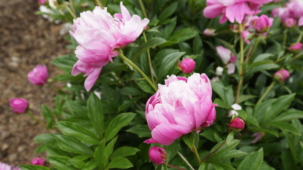 Fototapeta premium dew drops on flowers