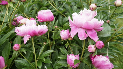 dew drops on flowers