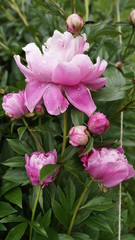 dew drops on flowers