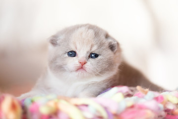 Dickes Katzenbaby - BKH Kitten