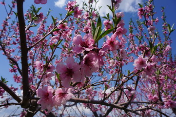cherry blossoms