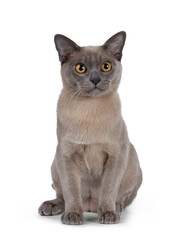 Cute chocolate Burmese cat kitten, sitting up facing front. Looking straight at lens with big round yellow eyes. Isolated on white background. 