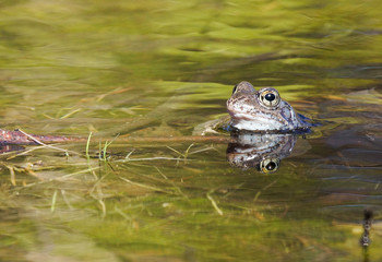 Frog in spring