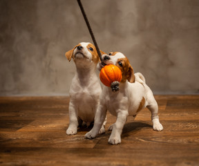 Two puppies of breed Jack Russell Terrier are played with a toy with an orange ball pulling it on the floor against the gray wall