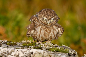 Little Owl (athene noctua) 