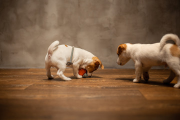 Two puppies of breed Jack Russell Terrier are played with a toy with an orange ball pulling it on the floor against the gray wall