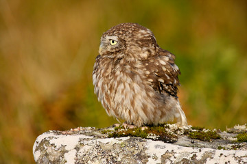 Little Owl (athene noctua) 