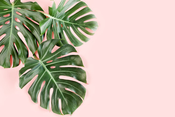 Tropical palm leaves Monstera on pink background. Flat lay, top view