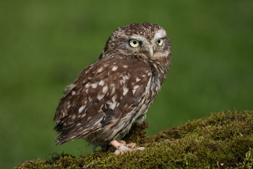 Little Owl (athene noctua) 