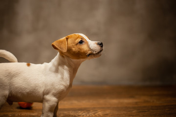 Jack Russell terrier puppy standing on a wooden floor against a gray wall