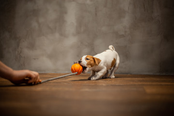 Jack Russell Terrier puppy pulls teeth with an orange toy held by a human hand