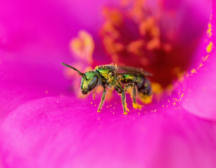 Augochloropsis Augochlora, Small green sweat bee on a flower, closeup macro, with lots of pollen - obrazy, fototapety, plakaty