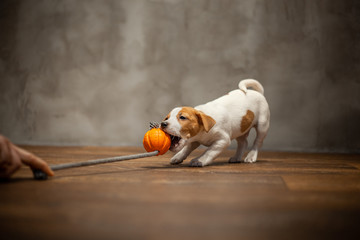 Jack Russell Terrier puppy pulls teeth with an orange toy held by a human hand