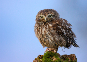 Little Owl (athene noctua) 