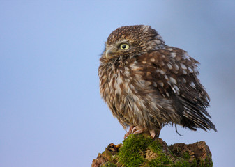 Little Owl (athene noctua) 