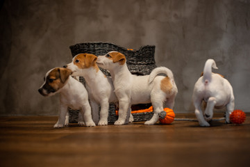Jack Russell Terrier puppies are played next to a wicker gray house with orange pillows and dog toys lying next to the house on a wooden floor against a gray wall