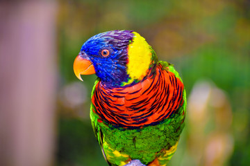 Beautiful Rainbow Lorikeet