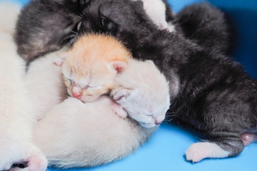 Fototapeta na wymiar Two new born orange and white kittens sleeping in blue box.