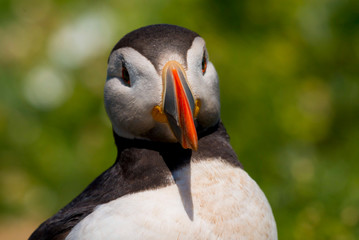 Naklejka premium Puffin (fratercula arctica) on Skomer Island, Pembrokeshire, Wales, UK