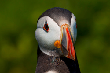 Naklejka premium Puffin (fratercula arctica) on Skomer Island, Pembrokeshire, Wales, UK