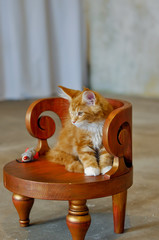 Beautiful red cat Maine Coon poses on a chair. Man's best friend. Love for our smaller brethren.