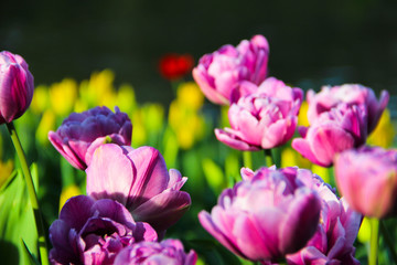 Fototapeta premium Nature concept-beautiful spring landscape with tulips flowers on blurred background, selective focus. Colorful tulips flowers in sunny summer day. Beautiful flowers in the garden. Landscape design. 