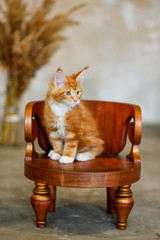 Beautiful red cat Maine Coon poses on a chair. Man's best friend. Love for our smaller brethren.