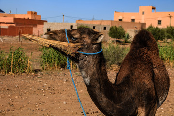 Camel in the Moroccan Desert. Marrakech, Morocco. 
