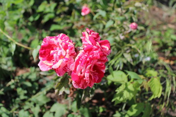 Roses in the Park