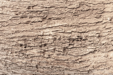 Beautiful gray tree bark background and texture.