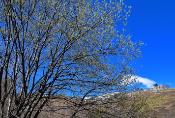 Obraz premium Premiers bourgeons de printemps dans les Pyrénées