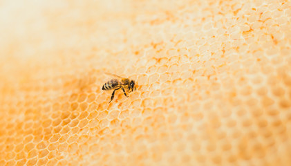close up photo of bee on the golden honeycomb full of nectar. bee convert nectar into the honeycomb. bee working on yellow honeycomb in apiary - forest.