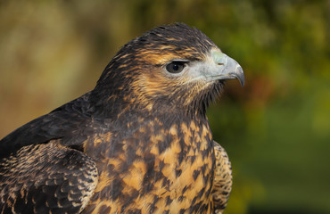 Grey Buzzard Eagle bird of prey