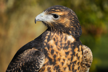 Grey Buzzard Eagle bird of prey