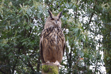 European eagle owl