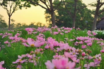 Cosmos Flower Garden has a Full Pink Area garden