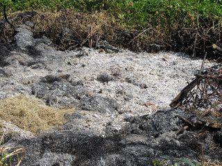 Ashes after burn the grass and wood chips finish