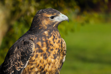 Grey Buzzard Eagle bird of prey