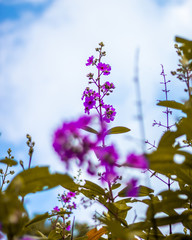 lilac flowers on background of blue sky