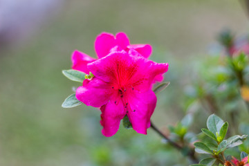 pink flower
