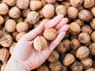 Walnuts in woman hand, Hunan hands holding two walnuts