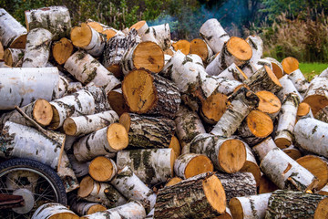 Preparations for the winter birch logs for the stove